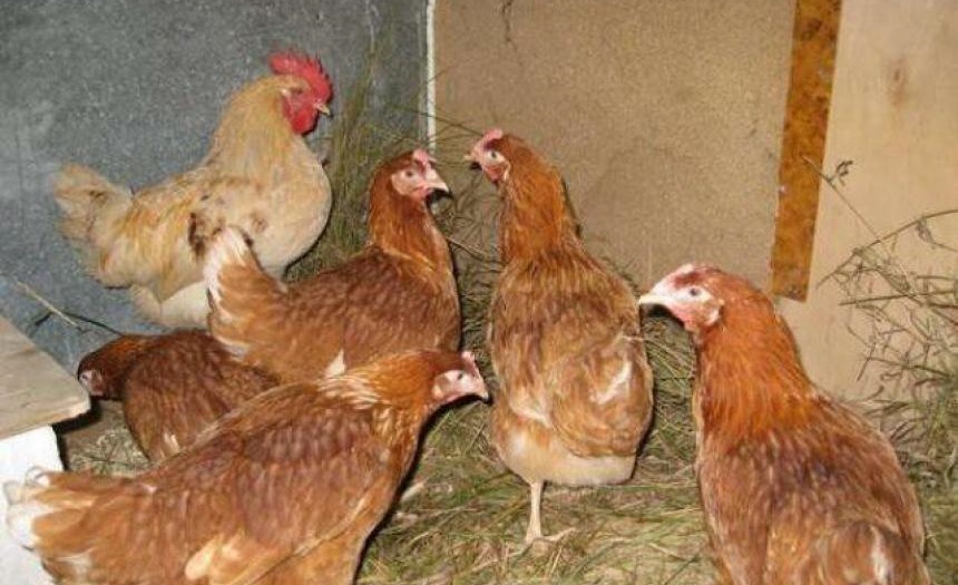 Организация кормления и рациона