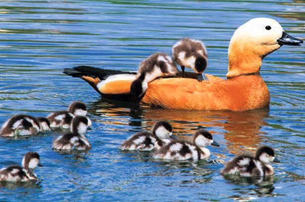 Выращиванием утят занимаются и селезень, и самка