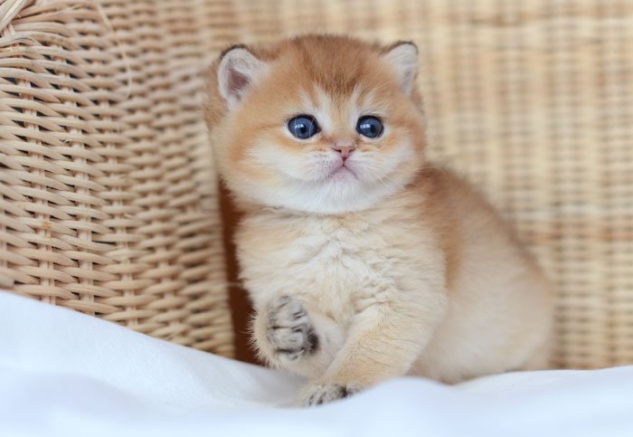 Котенок Шиншилла