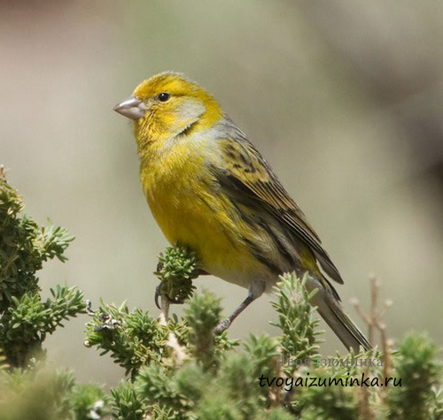 Дикая канарейка Канарские острова: содержание и уход в домашних условиях