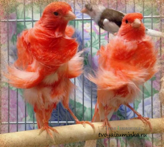 Кудрявые канарейки Канарские острова: содержание и уход в домашних условиях
