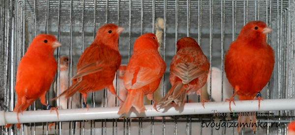 Горящие красные канарейки Канарские острова: содержание и уход в домашних условиях