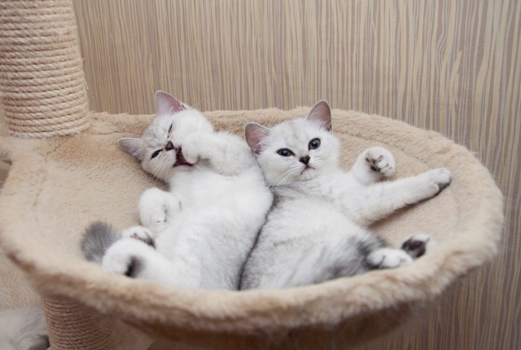 Британская золотая шиншилла: характер, внешность и уход за питомцем