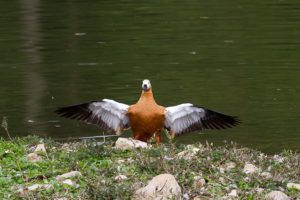 Красная утка похожа на гуся с длинной шеей и позицией