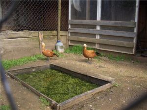 В период размножения олени агрессивны, поэтому их держат отдельно от других уток