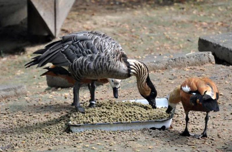 Взрослая утка ест меньше и быстрее своих гнездящихся сестер