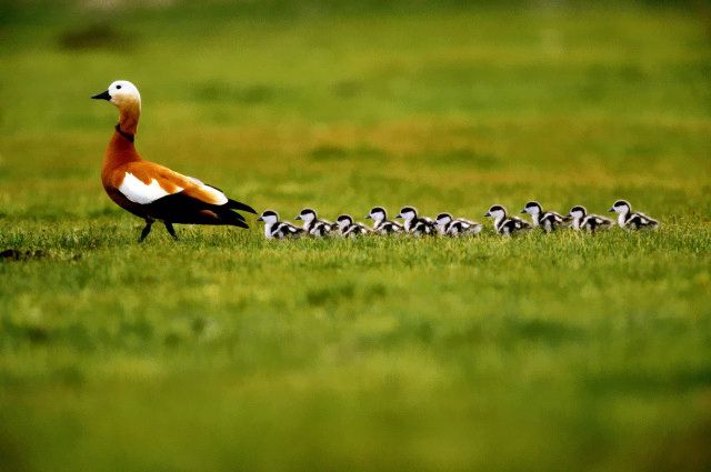 Утятам, как и взрослым, в неволе нужно уметь ходить по газону