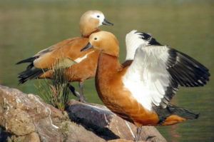 Спариванию обычно предшествует брачный ритуал