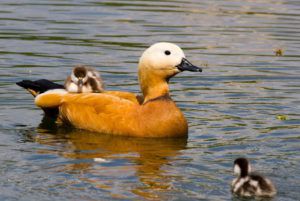 Самка учит свое потомство нырять, плавать и добывать пищу