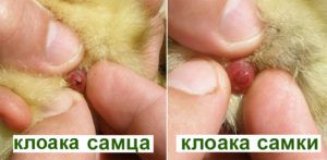 Определение пола у птенцов