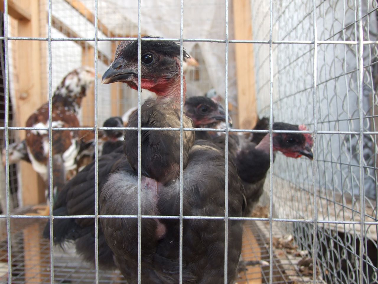 Фото голошейных кур