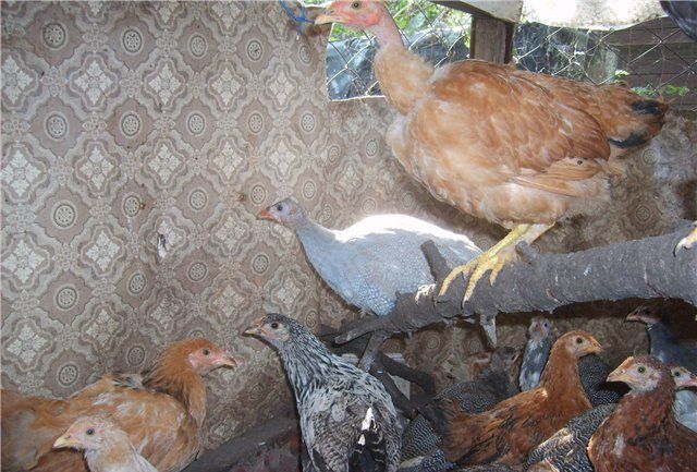 Голошейные куры выделяются среди остальных пород