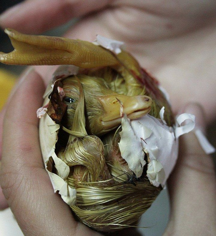 Вот так выглядит новорожденная утка