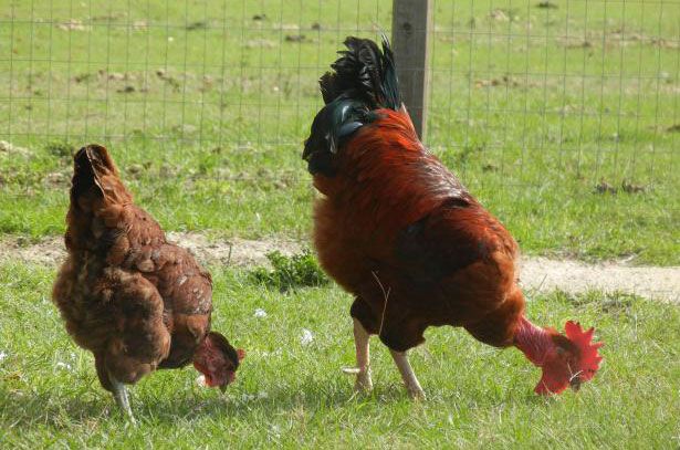 Курица и петух голошейной породы