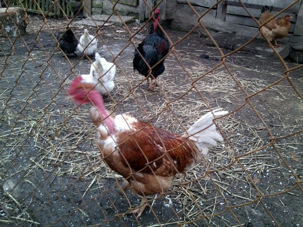Куры на выгуле