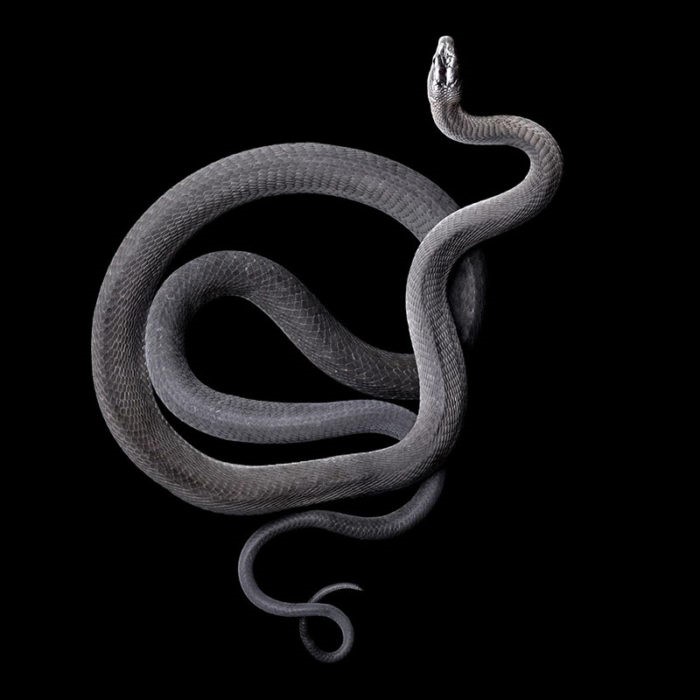 Черная мамба