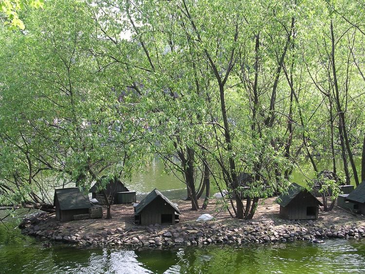 Гнездо на холме