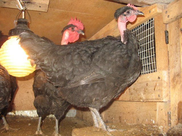 Освещение в птичнике