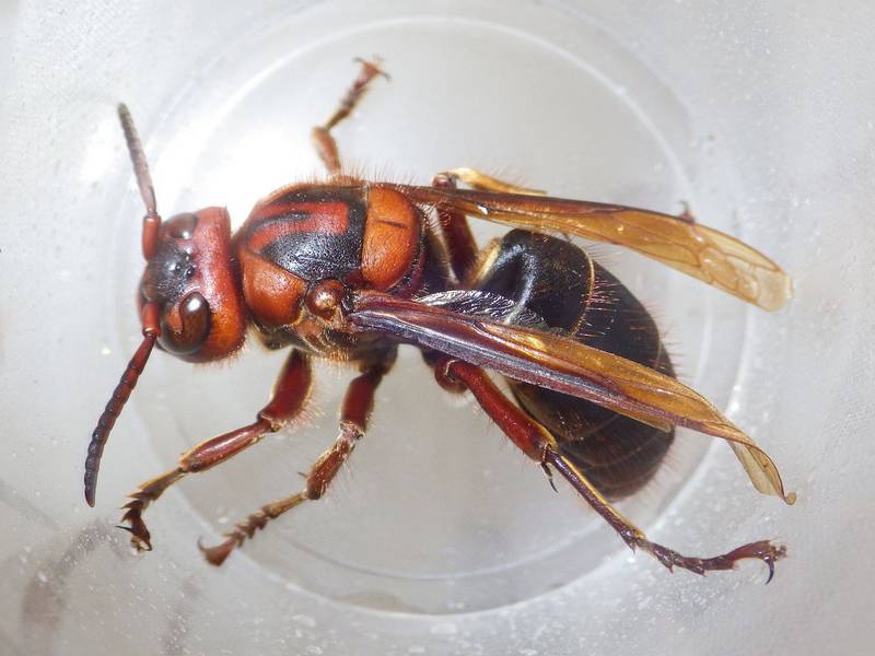 Шершень Дыбовского (черный шершень) (лат. Vespa dybowskii) Шершень Дыбовского (черный шершень) картинка (лат. Vespa dybowskii)