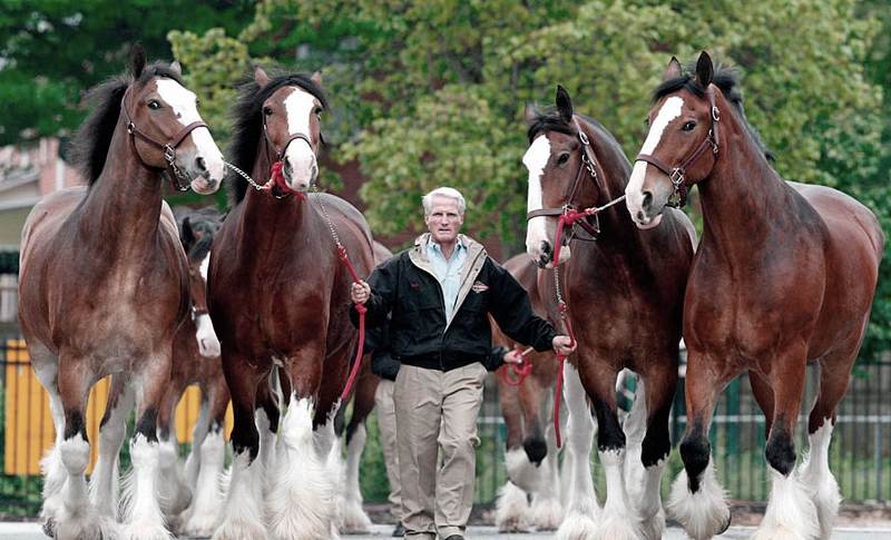 Шайр: самая большая лошадь в мире, бельгийский тяжеловоз, высокий конь, крупная порода