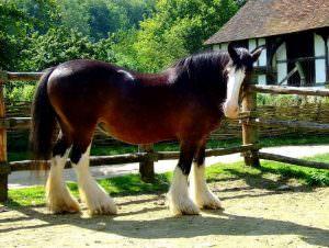 Шайр: самая большая лошадь в мире, бельгийский тяжеловоз, высокий конь, крупная порода