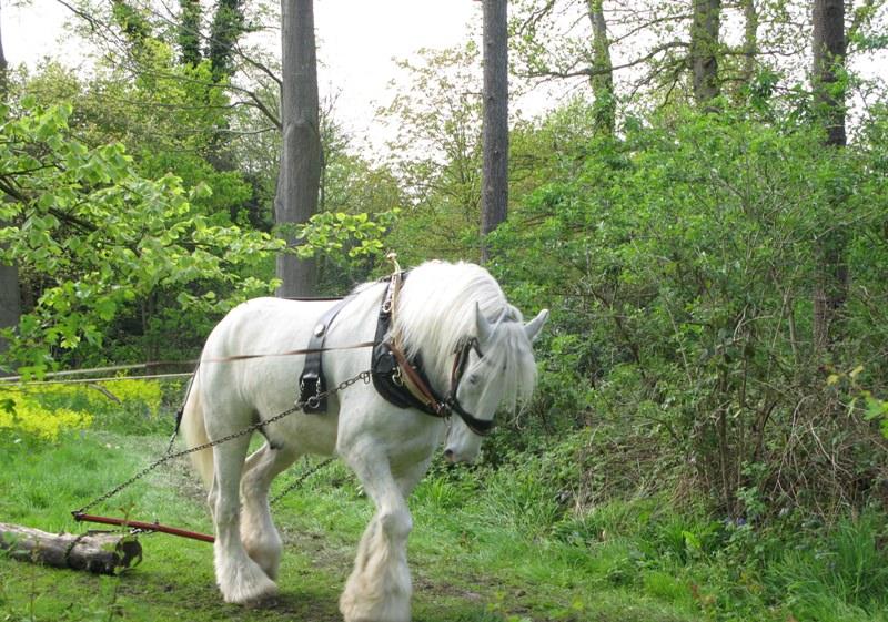 Шайр: самая большая лошадь в мире, бельгийский тяжеловоз, высокий конь, крупная порода
