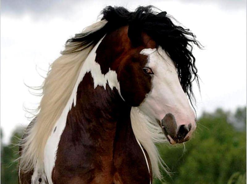 Шайр: самая большая лошадь в мире, бельгийский тяжеловоз, высокий конь, крупная порода