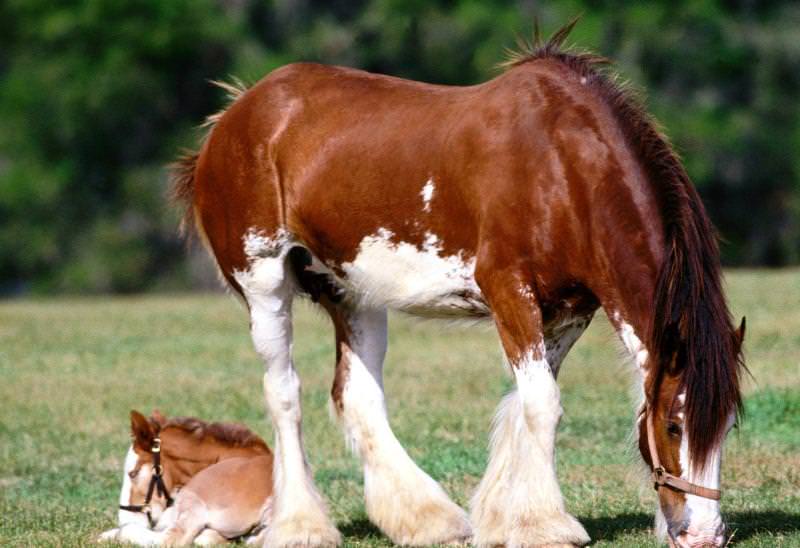 Шайр: самая большая лошадь в мире, бельгийский тяжеловоз, высокий конь, крупная порода