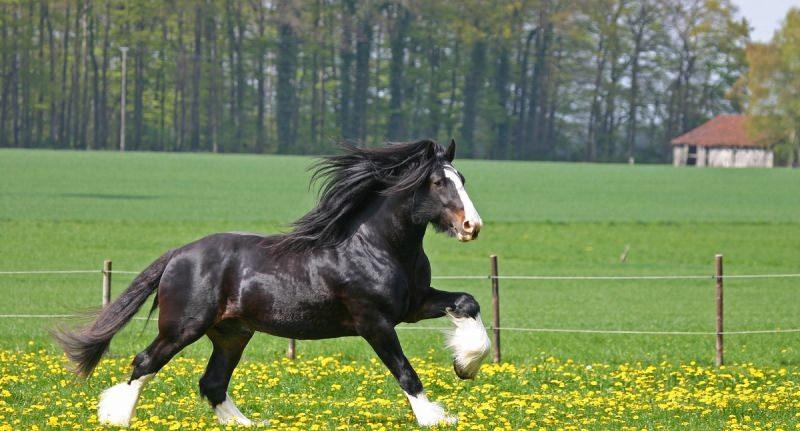 Шайр: самая большая лошадь в мире, бельгийский тяжеловоз, высокий конь, крупная порода