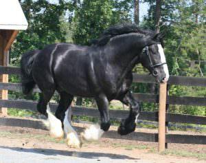 Шайр: самая большая лошадь в мире, бельгийский тяжеловоз, высокий конь, крупная порода