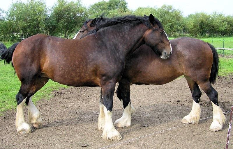 Шайр: самая большая лошадь в мире, бельгийский тяжеловоз, высокий конь, крупная порода
