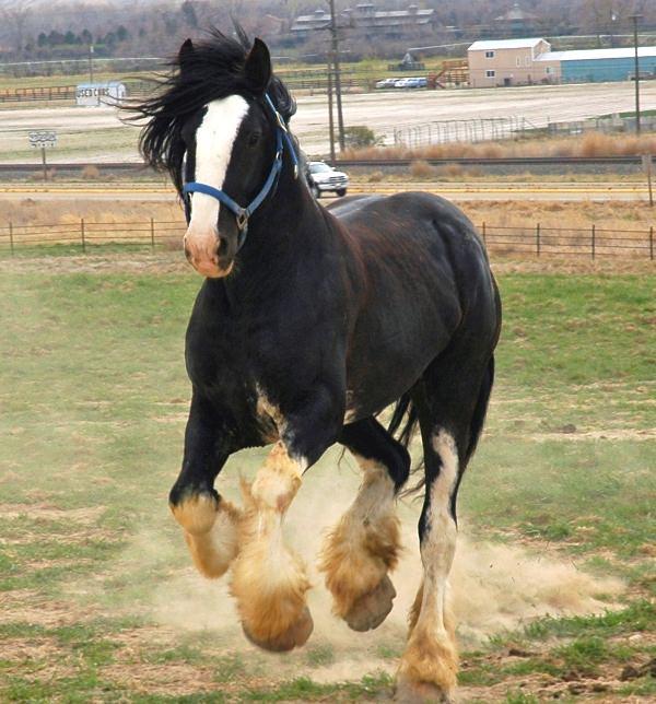 Шайр: самая большая лошадь в мире, бельгийский тяжеловоз, высокий конь, крупная порода