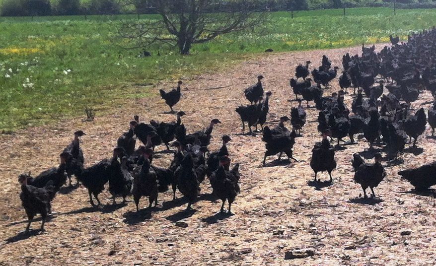 Стоит контролировать количество кур и петухов в стаде