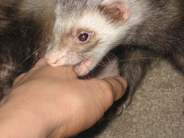 Хорек кусается