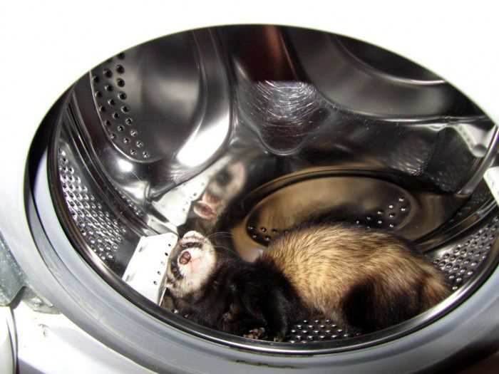 Хорька можно обнаружить в стиральной машине