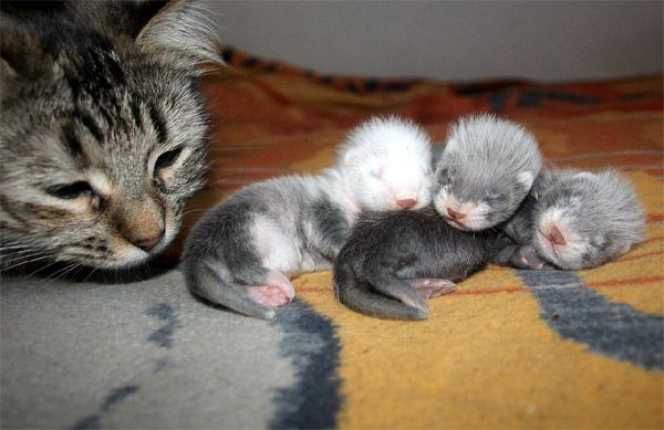 Хорьки очень милые