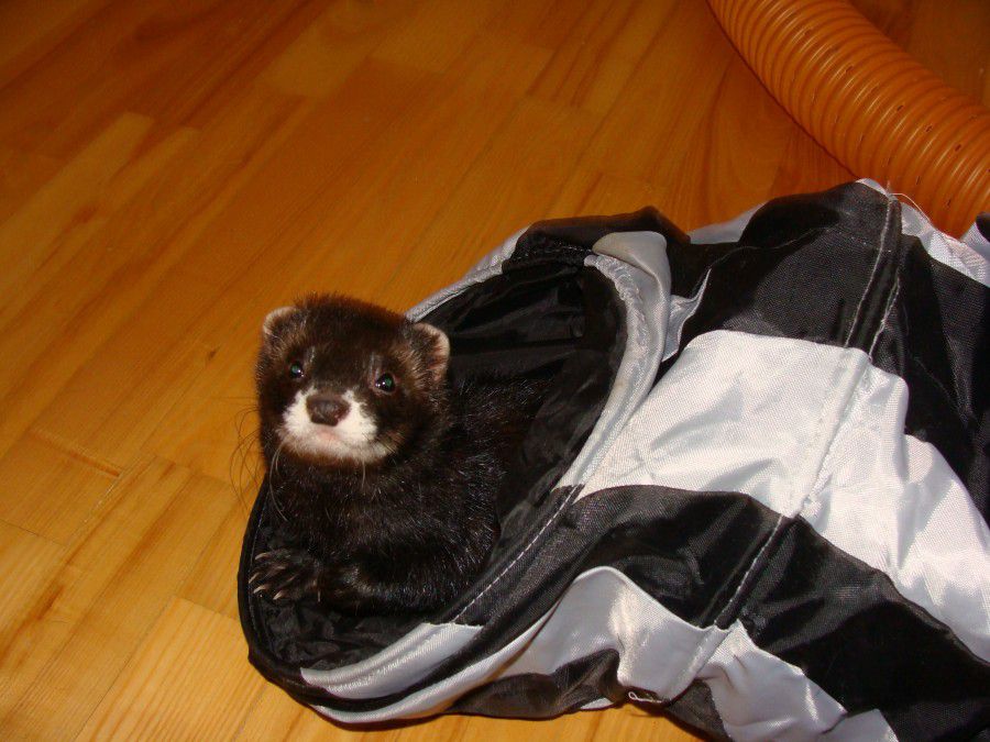 Хорьки везде лазят