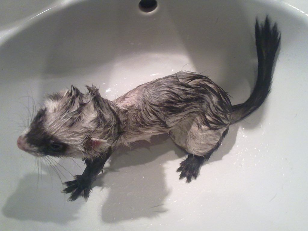 Хорьков нужно периодически купать