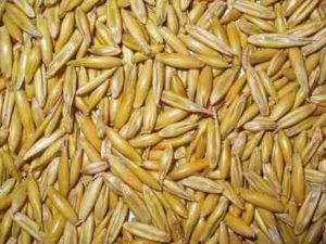 Ячмень или овес (крупы, а не зерна)