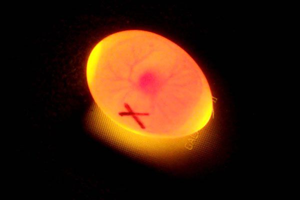 Здоровые яйца на свету