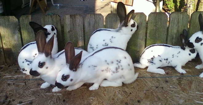 Рисунок на шкуре бывает разных оттенков