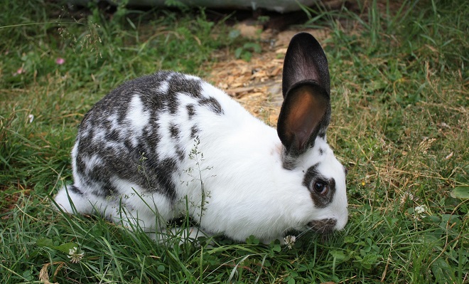 Кролики этой породы любят пастись