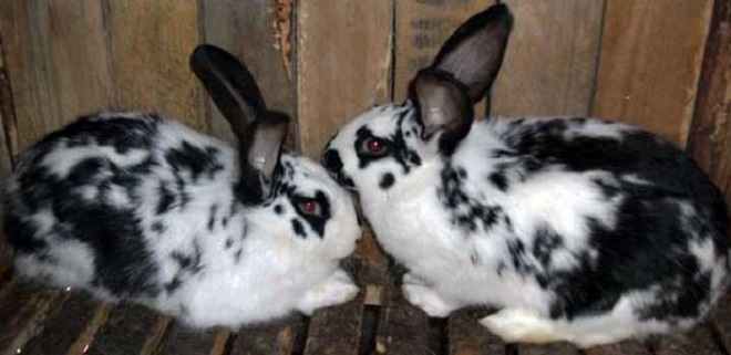 Скрещивания с другими породами лучше избегать