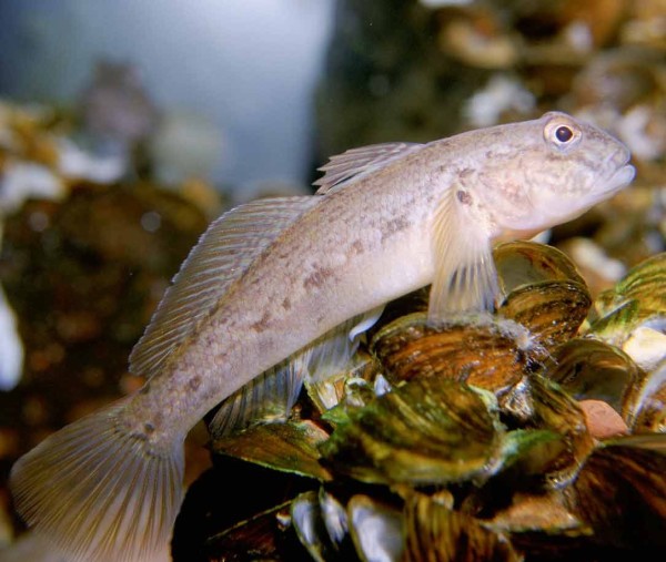 подвид бычков на фотографии