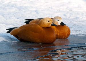 Утиный пух согреет вас