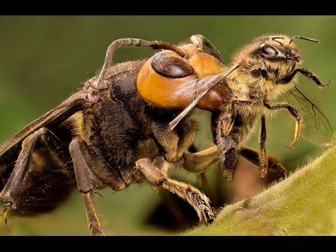 рогатая добыча