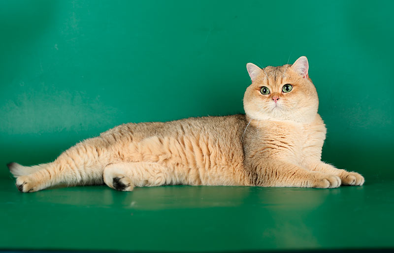 Питомец для тех, кто уважает кошек