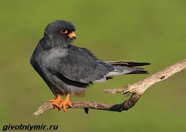 Сокол-птица-образ жизни и среда обитания птиц-копчик-2