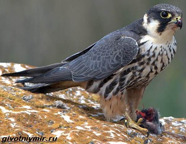 Сокол-птица-образ жизни-и-среда обитания-птицы-копчик-3
