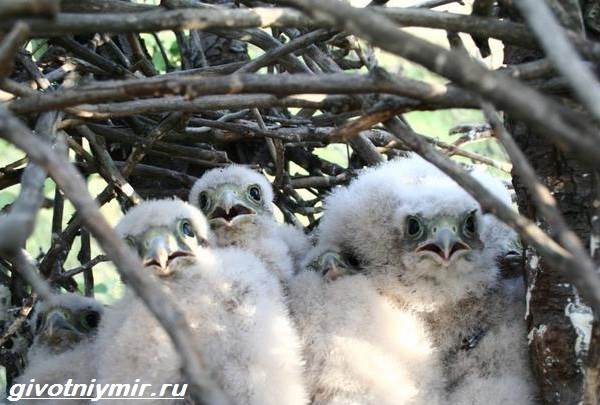 Сокол-птица-образ жизни и среда обитания птиц-копчик-5